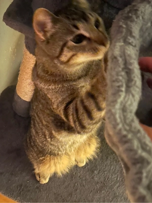 cosmo sucht neues heim 