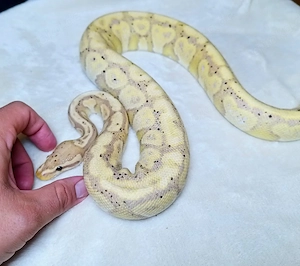 1.0 Banana Orbit Het Desert Ghost MM NZ 24
