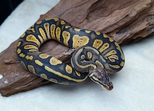 0.1 Stranger Pastel Het Clown NZ 26 