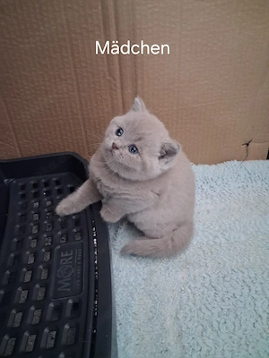 BKH-Kitten 