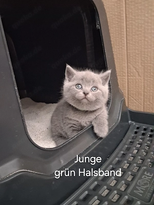 BKH-Kitten 