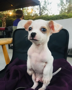 Chihuahua-Welpen zur Vermittlung und Adoption