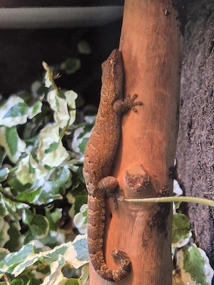 Verkaufe Jungferngecko (Lepidodactylus lugubris) 