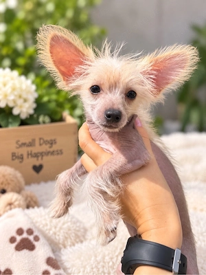 Chinese Crested 3 Monate alt 