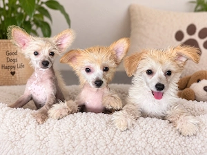 Chinese Crested 2 Monate alt 
