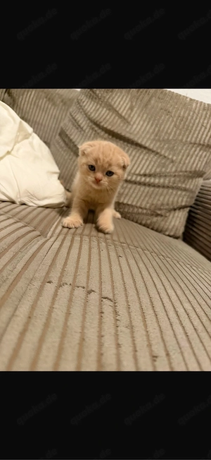 2 süße kitten