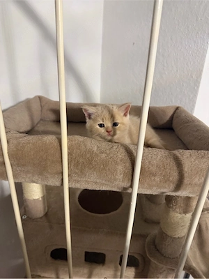 BKH kitten 