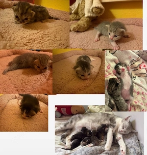 BKH kitten 