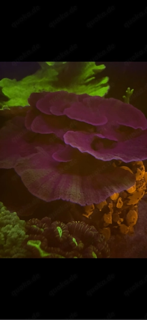 XXL Montipora Ableger