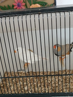 Schau Zebrafinken 