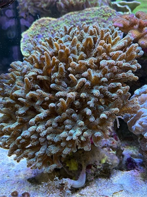 SPS Ableger Seriatopora guttatus 'Green Birdsnest