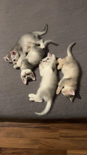  Liebevolle Kitten suchen ihr Für-immer-Zuhause 