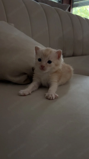 baby katzen 