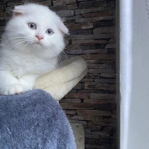 Traumhaft weiße Perserkatze  