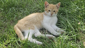 Junger Kater 12 Wochen alt