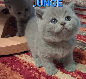 Reinrassige BKH Kitten 