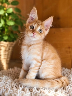Maine Coon  Dame Rose in rot tabby mit Stambaum 