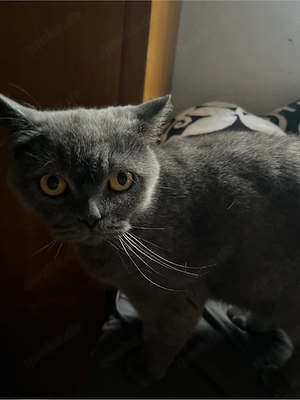 Reinrassige BKH katze nicht kastriert 