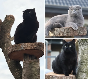 Bkh ekh katzen 