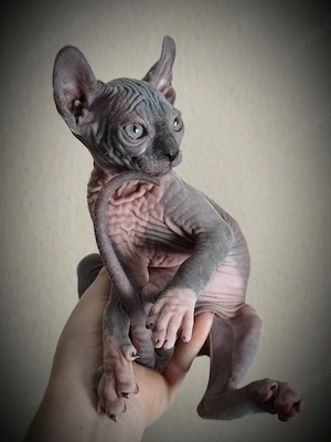 Sphynx Kitten
