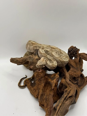 Hog Island Boa   Männchen von 2025