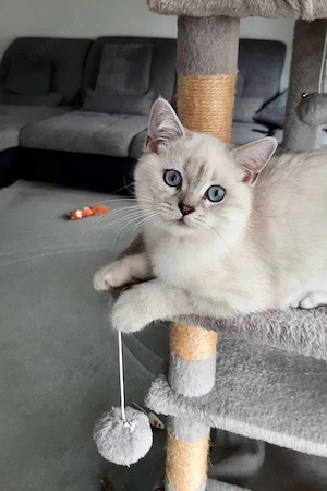 2 wunderschöne BKH Colorpoint Kater mit blauen Augen - sehr verschmust & verspielt