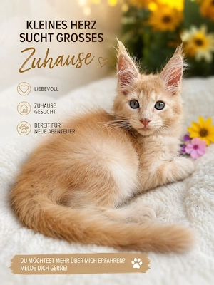 Typvolle maine coon Kitten mit Stammbaum 
