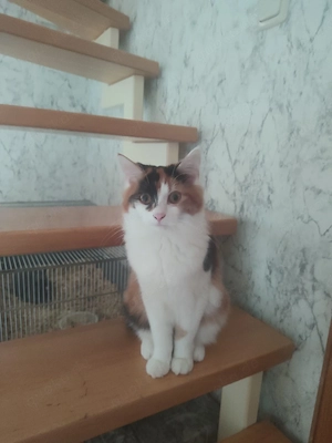 Millow suchen ein neues Zuhause 