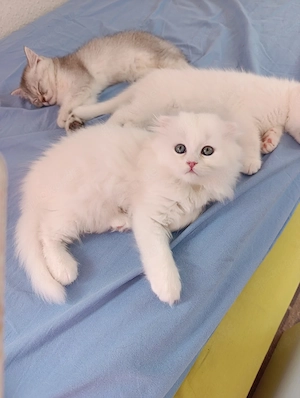 Katzen Beritsch BKH und BLH