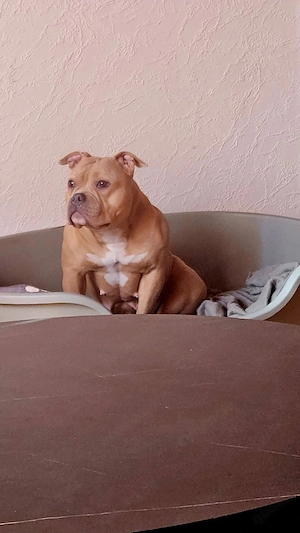 American Bully Pocket Hündin 3 Jahre ABKC Regestriert
