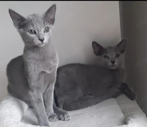 russisch blau kitten