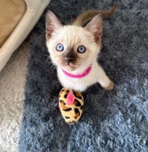    Reinrassige Siam Kitten    