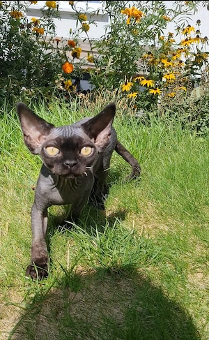 Buli Devon Rex Katerchen mit Papieren