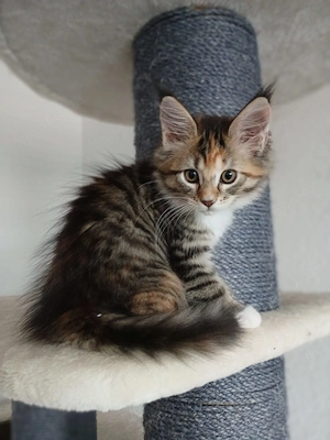 Main Coon Kitten 