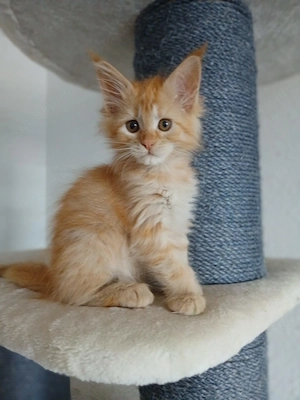 Main Coon Kitten 