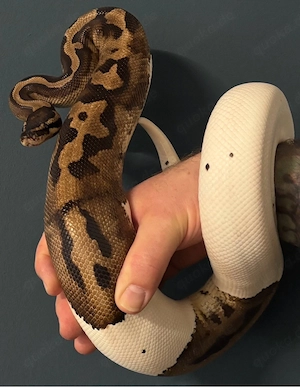 Königspython  Python Regius