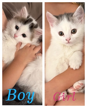  Wunderschöne BKH-Kitten suchen ein liebevolles Zuhause 