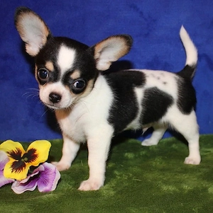 Wir haben kleine Chihuahua Welpen, die jetzt ein liebevolles zu Hause suchen.