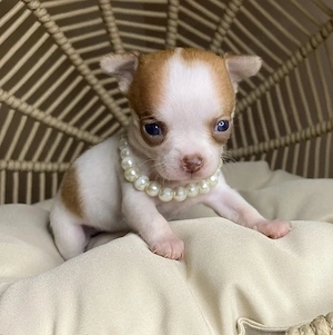 Chihuahua-Welpen aus liebevoller, familiärer Vereinszucht