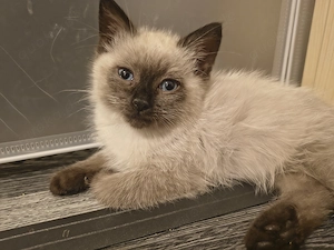 Bezaubernde Siamkitten 