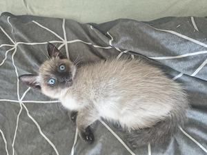 2 Siamkitten suchen ein Zuhause 