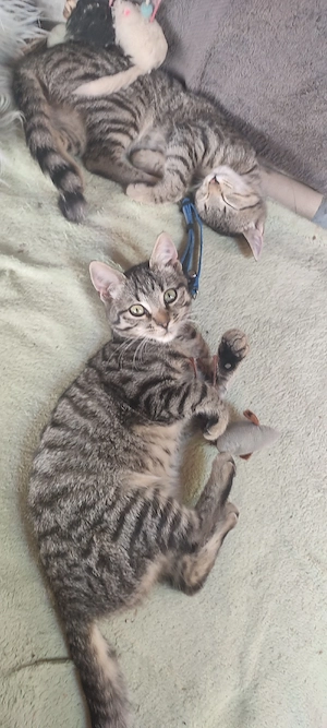Katzenbaby's  Kitten   Birmamix 