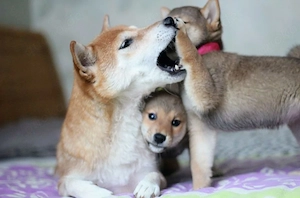 Wunderschöne Shiba-Inu-Welpen mit rotem Fell 