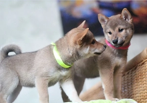 Wunderschöne Shiba-Inu-Welpen mit rotem Fell  Bild 8