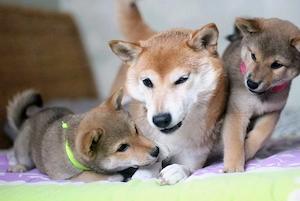 Wunderschöne Shiba-Inu-Welpen mit rotem Fell  Bild 2