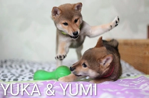 YUMI hübsche Hündin der Rasse SHIBA INU