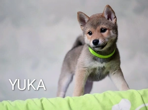 Wunderschöne Shiba-Inu-Welpen mit rotem Fell  Bild 9
