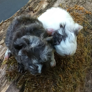Junge Meerschweinchen Lunkarya Sept 2026 Bild 6
