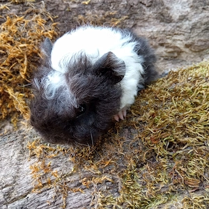 Junge Meerschweinchen Lunkarya Sept 2026 Bild 2