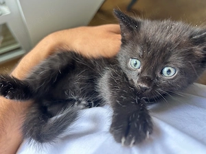 6 Wunderschöne Kitten 